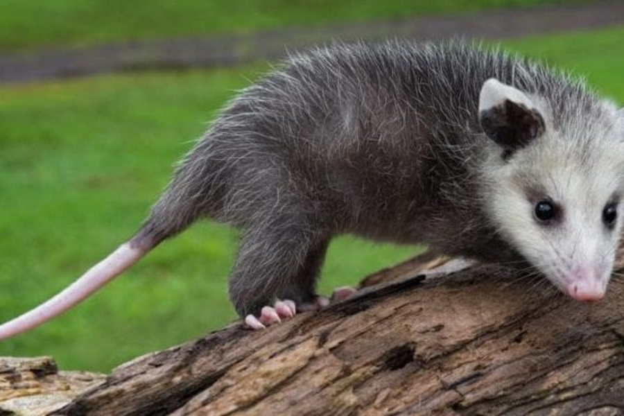 Discover the Tñacuache: A Look at This Adorable Little Animal