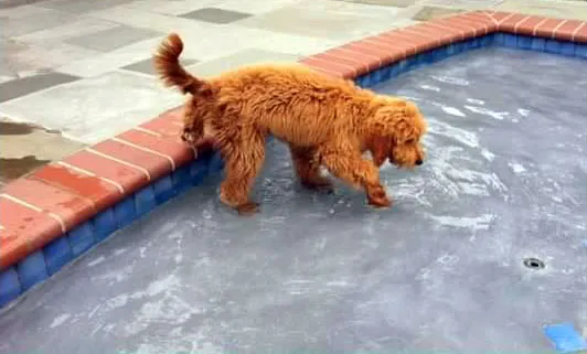 Can Golden Doodles Swim?