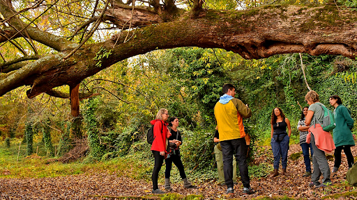 Forest Bathing & Forest Therapy Certification: Your Path to Natural Wellness